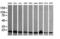 Ubiquitin Conjugating Enzyme E2 G2 antibody, LS-C337838, Lifespan Biosciences, Western Blot image 