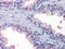 High mobility group protein B2 antibody, orb318774, Biorbyt, Immunohistochemistry paraffin image 
