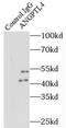 Angiopoietin Like 4 antibody, FNab00399, FineTest, Immunoprecipitation image 