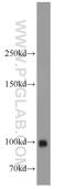 Membrane Metalloendopeptidase antibody, 23898-1-AP, Proteintech Group, Western Blot image 