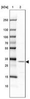 GCA14 antibody, PA5-57967, Invitrogen Antibodies, Western Blot image 
