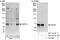 Centrosomal Protein 76 antibody, NBP1-28749, Novus Biologicals, Western Blot image 
