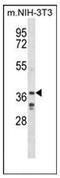 LIM/homeobox protein Lhx6 antibody, AP52476PU-N, Origene, Western Blot image 