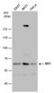 Malic Enzyme 1 antibody, MA5-27762, Invitrogen Antibodies, Western Blot image 