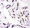 CCAAT Enhancer Binding Protein Beta antibody, LS-C344026, Lifespan Biosciences, Immunohistochemistry frozen image 