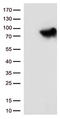 Methylenetetrahydrofolate Reductase antibody, CF812624, Origene, Western Blot image 