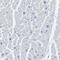 Phosphorylase b kinase gamma catalytic chain, skeletal muscle isoform antibody, HPA012057, Atlas Antibodies, Immunohistochemistry frozen image 