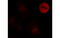 Interferon Induced Protein 44 antibody, MBS837215, MyBioSource, Immunofluorescence image 