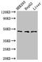 Acyl-CoA Dehydrogenase Short/Branched Chain antibody, LS-C682149, Lifespan Biosciences, Western Blot image 