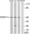 Purinergic Receptor P2Y11 antibody, LS-C120933, Lifespan Biosciences, Western Blot image 