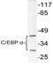 CCAAT/enhancer-binding protein alpha antibody, AP06373PU-N, Origene, Western Blot image 