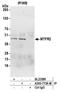 Mitochondrial Fission Regulator 2 antibody, A305-773A-M, Bethyl Labs, Immunoprecipitation image 