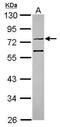 Intraflagellar Transport 74 antibody, PA5-31131, Invitrogen Antibodies, Western Blot image 
