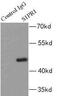 Sphingosine 1-phosphate receptor 1 antibody, FNab07568, FineTest, Immunoprecipitation image 