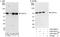 Decapping MRNA 1A antibody, A303-591A, Bethyl Labs, Immunoprecipitation image 