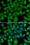 BCL2 Like 15 antibody, 22-746, ProSci, Immunofluorescence image 