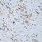 Ectonucleotide Pyrophosphatase/Phosphodiesterase 3 antibody, 15-714, ProSci, Immunohistochemistry frozen image 