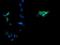 Erk1 antibody, NBP2-45814, Novus Biologicals, Immunofluorescence image 