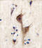 Histamine Receptor H3 antibody, 58-874, ProSci, Immunofluorescence image 