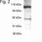 Coatomer Protein Complex Subunit Beta 1 antibody, NBP2-22544, Novus Biologicals, Western Blot image 
