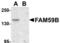 Protein FAM59B antibody, TA306872, Origene, Western Blot image 