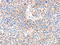 Platelet Activating Factor Acetylhydrolase 2 antibody, CSB-PA175450, Cusabio, Immunohistochemistry paraffin image 