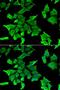 Serine Peptidase Inhibitor, Kunitz Type 2 antibody, LS-C334920, Lifespan Biosciences, Immunofluorescence image 