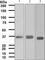 Fructose-1,6-bisphosphatase 1 antibody, ab109732, Abcam, Western Blot image 