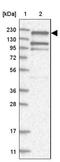EH Domain Binding Protein 1 antibody, NBP1-93614, Novus Biologicals, Western Blot image 