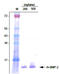 Bone Morphogenetic Protein 2 antibody, DP3515S, Origene, Western Blot image 