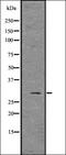 Myogenic Differentiation 1 antibody, orb336771, Biorbyt, Western Blot image 