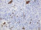 CNKSR Family Member 3 antibody, LS-C173938, Lifespan Biosciences, Immunohistochemistry frozen image 