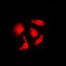 CDK5 and ABL1 enzyme substrate 1 antibody, LS-C354213, Lifespan Biosciences, Immunofluorescence image 