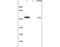 Interferon Regulatory Factor 7 antibody, OABF01189, Aviva Systems Biology, Western Blot image 