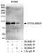 Deltex E3 Ubiquitin Ligase 3L antibody, A300-833A, Bethyl Labs, Immunoprecipitation image 