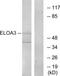 Elongin A3 antibody, TA326245, Origene, Western Blot image 