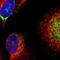 Caseinolytic Mitochondrial Matrix Peptidase Proteolytic Subunit antibody, HPA010649, Atlas Antibodies, Immunofluorescence image 