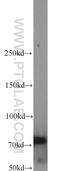 Integrator Complex Subunit 9 antibody, 11657-1-AP, Proteintech Group, Western Blot image 