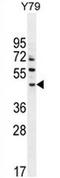 AFG1 Like ATPase antibody, AP52436PU-N, Origene, Western Blot image 