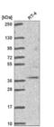 Tripartite Motif Containing 27 antibody, NBP2-54993, Novus Biologicals, Western Blot image 