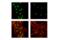 Embryonic Ectoderm Development antibody, 85322S, Cell Signaling Technology, Immunocytochemistry image 