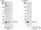 SUB1 Regulator Of Transcription antibody, A301-162A, Bethyl Labs, Western Blot image 