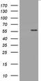 TNF Receptor Superfamily Member 8 antibody, TA801685AM, Origene, Western Blot image 