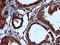 Cytochrome B5 Reductase 3 antibody, LS-C337136, Lifespan Biosciences, Immunohistochemistry frozen image 