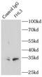 Four And A Half LIM Domains 3 antibody, FNab03112, FineTest, Immunoprecipitation image 