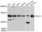 Nck-associated protein 1 antibody, STJ114120, St John