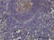 PCNA Clamp Associated Factor antibody, LS-C133604, Lifespan Biosciences, Immunohistochemistry frozen image 