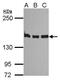 Structural Maintenance Of Chromosomes 1A antibody, GTX113299, GeneTex, Western Blot image 