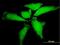 Netrin 5 antibody, H00126147-B01P, Novus Biologicals, Immunofluorescence image 
