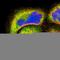 Nuclear factor NF-kappa-B p100 subunit antibody, HPA008422, Atlas Antibodies, Immunofluorescence image 